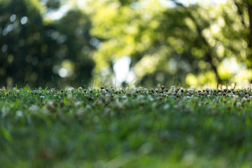 Green grass closeup