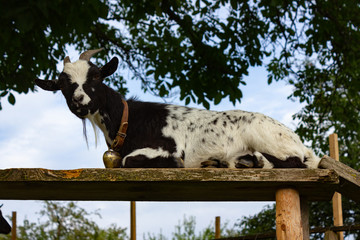 allgau goats at paddock
