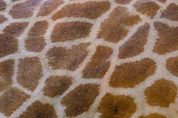 Genuine leather skin of Giraffe for background and texture