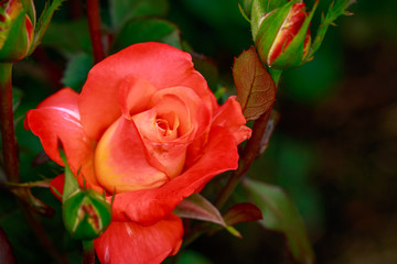 Fragrant Rose in Full Blossom