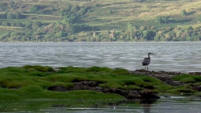 Un h&eacute;ron atterit dans un lac 4K / A heron land in a scottish loch in 4K