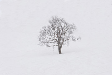 The tree standalone on the fluffy snow in the high of Asari peak at Hokkaido