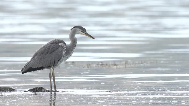 Un h&eacute;ron dans un lac / A heron in a scottish loch