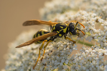 A hard-working Wasp Looking for Pollen