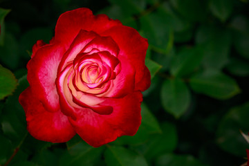 Fragrant Rose in Full Blossom