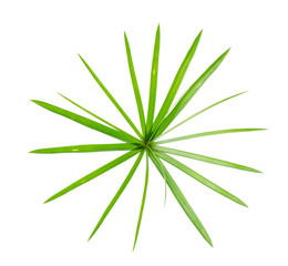 Papyrus leaves on a white background. aquatic plant