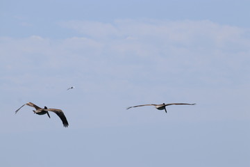 Pelicans