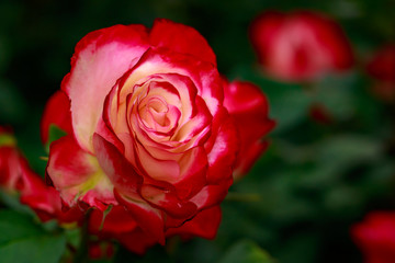 Fragrant Rose in Full Blossom