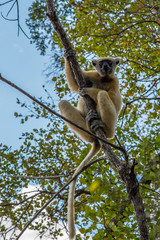 Obraz premium Sifaka lemur hanging on a brach tree