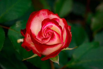 Fragrant Rose in Full Blossom