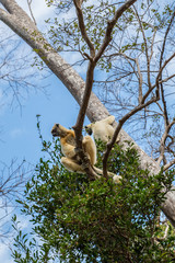 Sifaka lemur hanging on a brach tree
