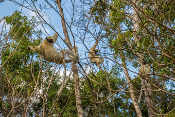 Group of Sifaka lemur hanging on a brach tree
