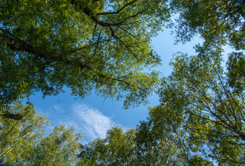 Green trees in summer park