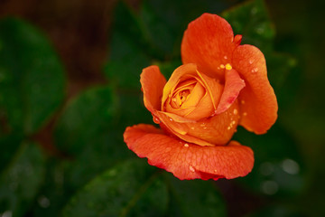 Fragrant Rose in Full Blossom