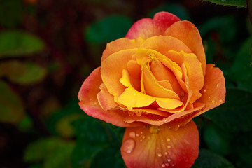 Fragrant Rose in Full Blossom