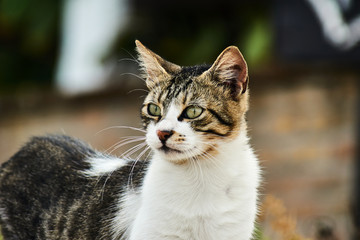 gray and white European cat in Greece.