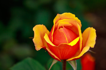 Fragrant Rose in Full Blossom