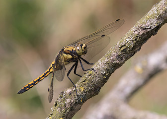 libellula