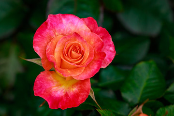 Fragrant Rose in Full Blossom