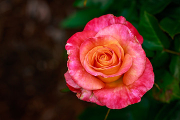 Fragrant Rose in Full Blossom