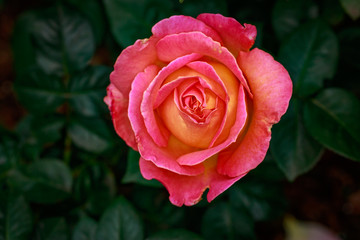 Fragrant Rose in Full Blossom