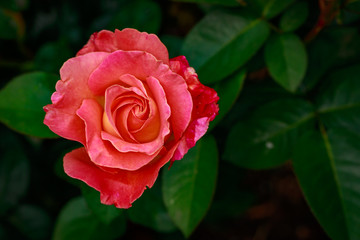 Fragrant Rose in Full Blossom