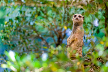 Alert Suricate or Meerkat (Suricata suricatta), standing to lookout