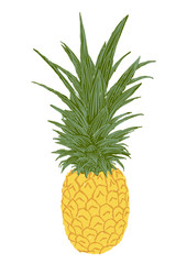 isolated hand brush pineapple illustration