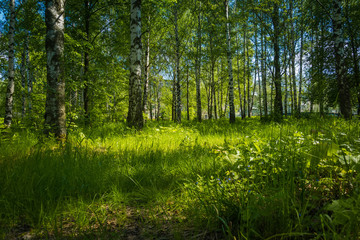 Obraz premium Green trees in summer park