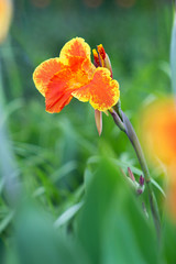 Canna lily flowers