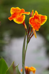 Obraz premium Canna lily flowers