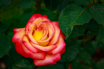 Fragrant Rose in Full Blossom
