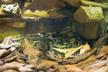 Gabunviper, Bitis gabonica
