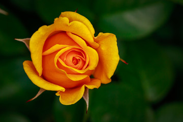 Fragrant Rose in Full Blossom