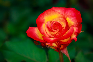 Fragrant Rose in Full Blossom