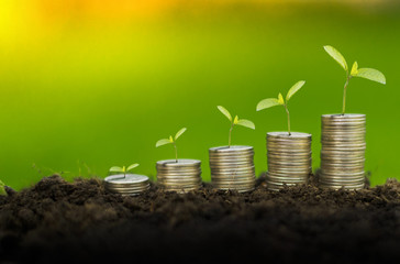 The money or the growth of the seed money as the growth of seedlings are green or green.