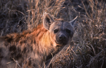 Spotted Hyeana (Crocuta crocuta), Kruger National Park, Mpumalanga, South Africa
