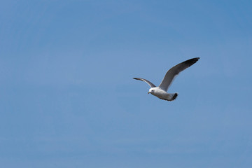 Fototapeta na wymiar Bird flying with blue sky background.