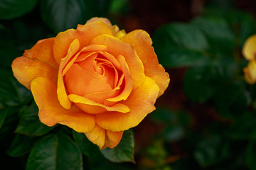 Fragrant Rose in Full Blossom