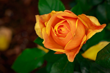 Fragrant Rose in Full Blossom