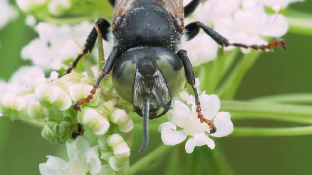Portrait of a fly with large green-black eyes on white flowers. Macro footage.