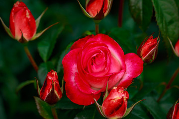 Fragrant Rose in Full Blossom