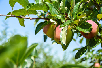 Apfel am Baum im Sommer