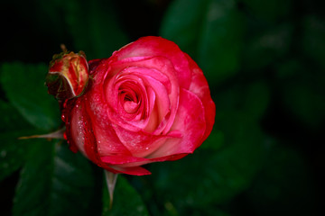 Fragrant Rose in Full Blossom