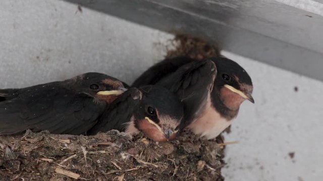 swallow chicks, Hirundinidae, in nest in shed waiting to be fed by adults in july, scotland.