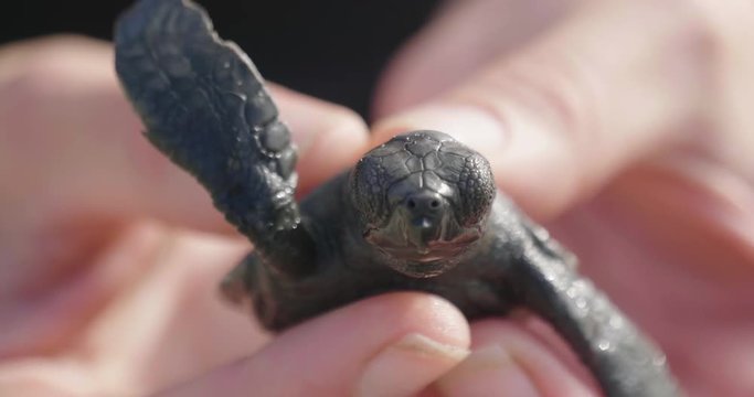 the hands of a little girl rest on the sand one a small newborn turtle walks on the sandy beach to reach the sea or the ocean and swim together with other sea animals. Concept of: love, birth, life,