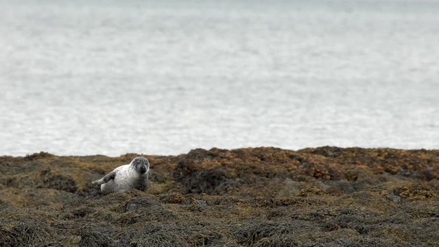 Un phoque sur un rocher / A seal lay down on a rock