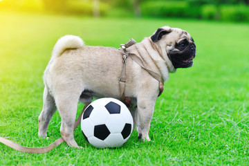 Obraz premium Cute brown Pug playing football in garden 