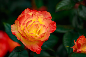 Fragrant Rose in Full Blossom