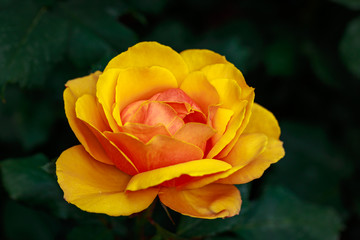 Fragrant Rose in Full Blossom